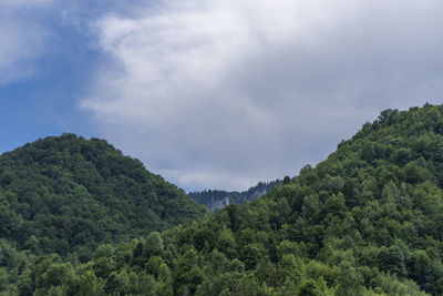 Scenic view of trees and mountains against sky