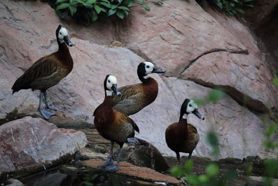 Ducks on stone wall