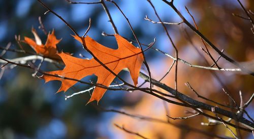 Low angle view of maple leaves on branch