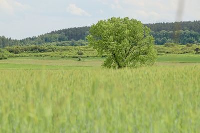 Scenic view of agricultural field against sky