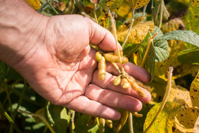 Close-up of hand holding leaves