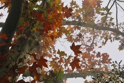 Low angle view of tree