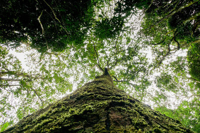 Low angle view of trees in forest