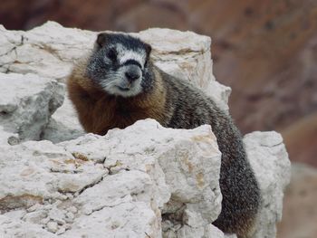 Marmot at cedar breaks