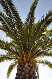 Low angle view of palm tree against clear sky