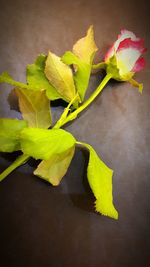 Close-up of yellow flowers