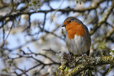 Close-up of a bird perching on branch