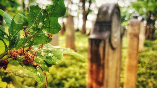 Close-up of fresh green leaves in forest