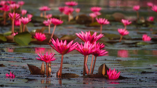 Close-up of pink lotus water lily in lake