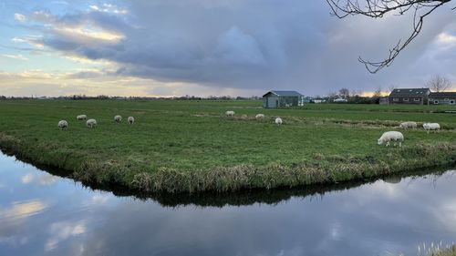 Flock of sheep in a field