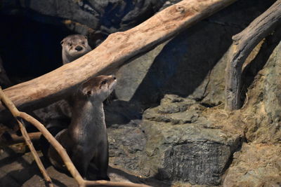 Close-up of monkey on rock in zoo