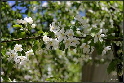 Close-up of white flowers blooming on tree