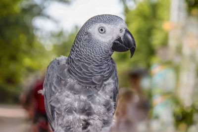 Close-up of a bird