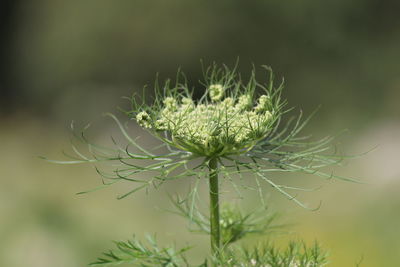 Close-up of flowering plant