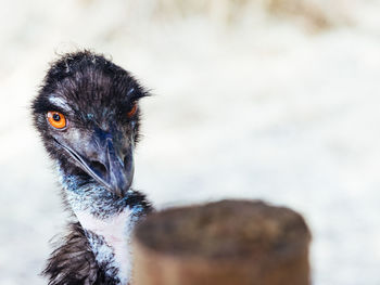 Close-up portrait of ostrich