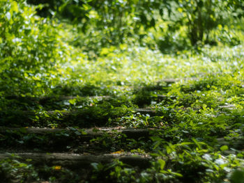 Full frame shot of plants growing on land