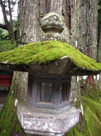 Low angle view of tree trunk