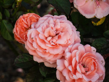 Close-up of pink rose flower