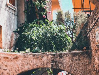 Trees and plants growing on wall of old building