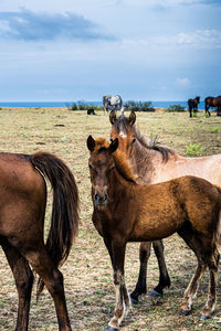 Horse standing in a field