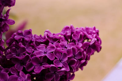 Close-up of purple flower