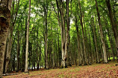 Trees in forest