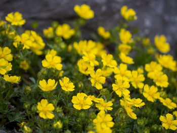 Close-up of yellow flowering plants on field