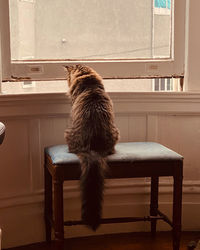 Cat sitting on table by window