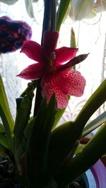 Close-up of red flower blooming outdoors