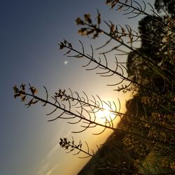 Low angle view of silhouette trees against sky during sunset