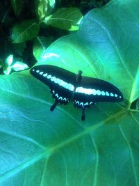 Close-up of insect on leaf