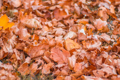 Full frame shot of autumnal leaves