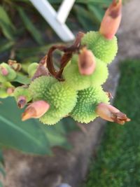 Close-up of flower buds