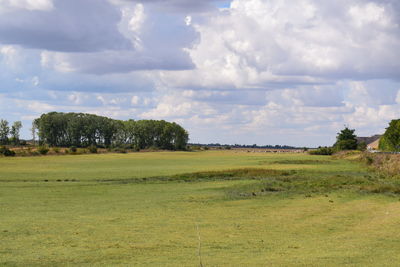 Trees on field against sky