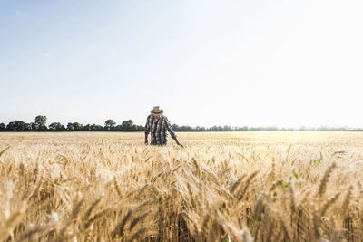Senior farmer in a field examining ears