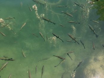 Fish swimming in sea