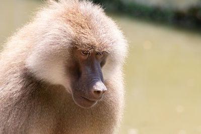 Close-up of monkey