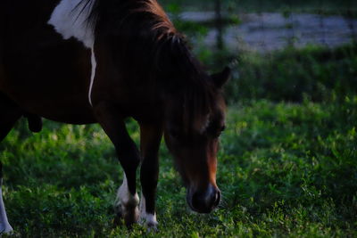 Brown horse grazing on grassy field