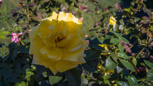 Close-up of yellow rose