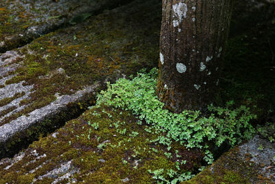 High angle view of moss growing on tree trunk