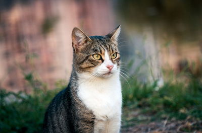 Close-up portrait of a cat looking away