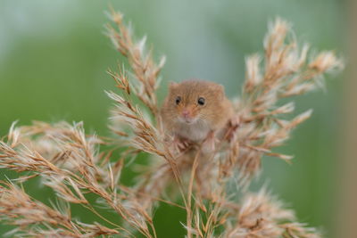 Harvest mouse in the sheaf of wheat