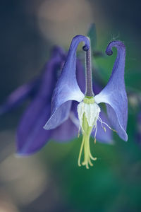 Close-up of purple flowering plant