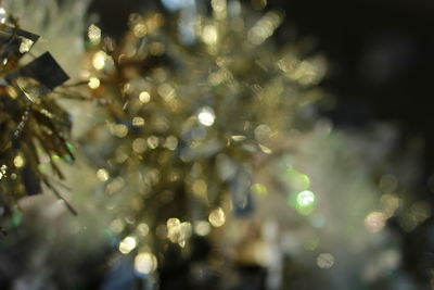 Defocused image of christmas tree