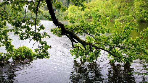 Plants growing on tree