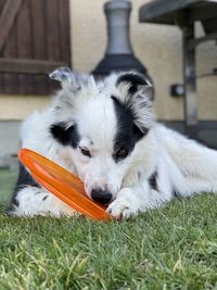 Close-up of dog on grass