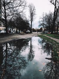 Reflection of bare trees in puddle