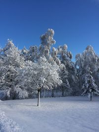 Trees on snow covered land against clear blue sky