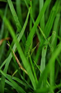 Full frame shot of wet grass on field