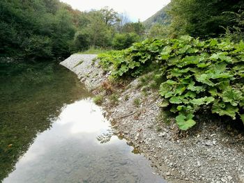 Reflection of trees in pond